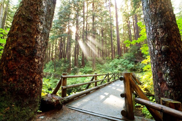 Boardwalk