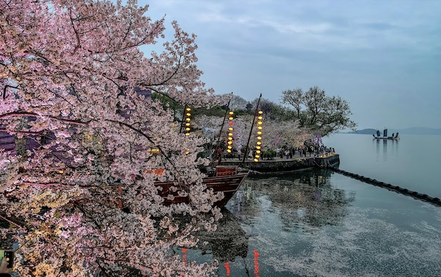 A boat is docked in front of a tree with pink flowers on it.
