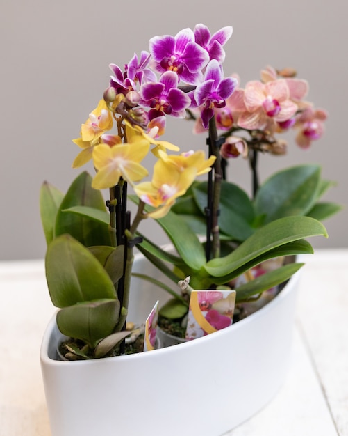 Фото Орхидея-лодочка, цимбидиум в белом горшке