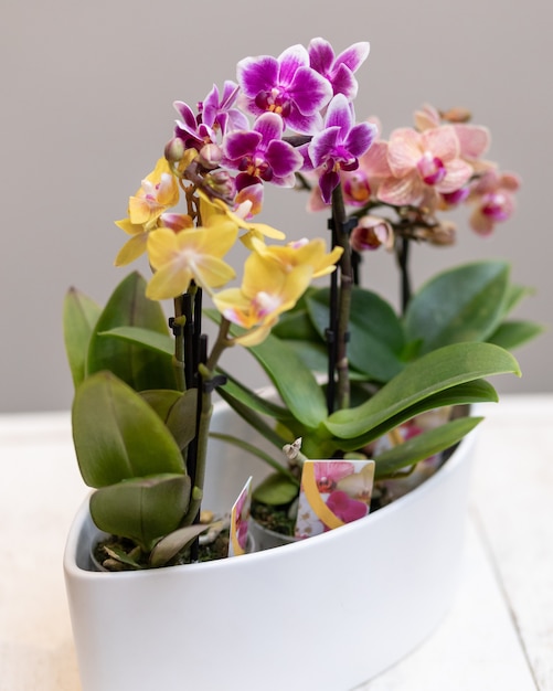 Photo boat orchid, cymbidium in the white pot