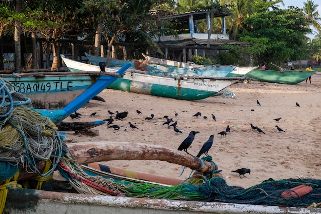 Grackle coda barca in piedi sulla spiaggia