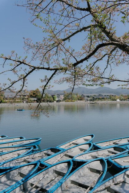 春の桜と嵐山地区の桂川の舟