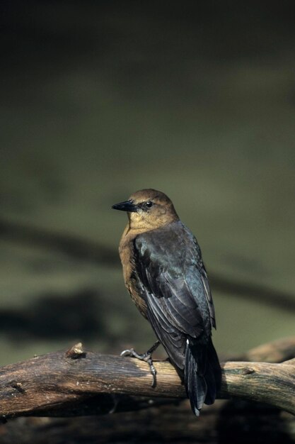 Boattailed grackle Quiscalus 메이저 플로리다 미국