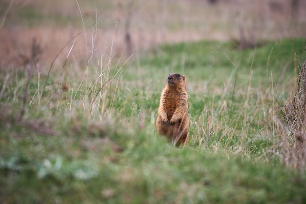 Bobak or Marmot in its natural habitat