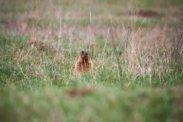 Bobak or Marmot in its natural habitat