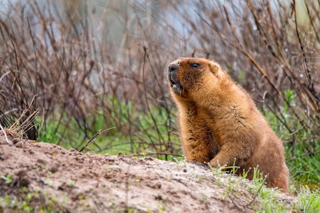 Bobak marmot of marmota bobak in steppe