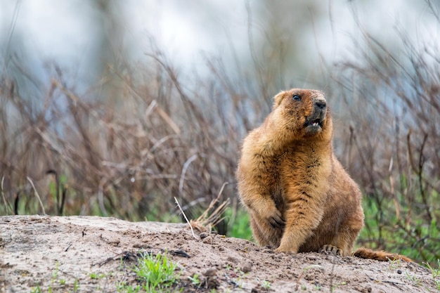 Bobak marmot of marmota bobak in steppe