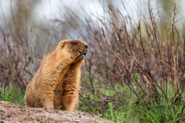 Bobak marmot of marmota bobak in steppe