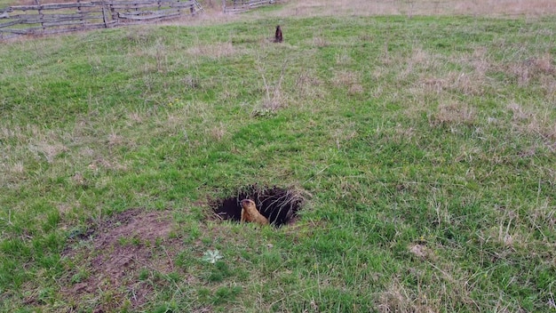 Bobak of Marmot in zijn natuurlijke habitat