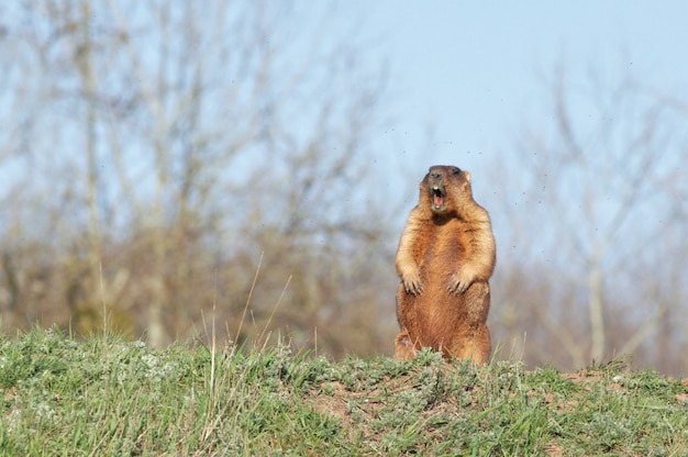 Bobakmarmot die zich op achterpoten bevinden