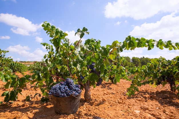 bobal harvesting with wine grapes harvest