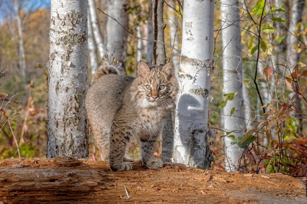 Bobcat kitten nella foresta di betulle in autunno