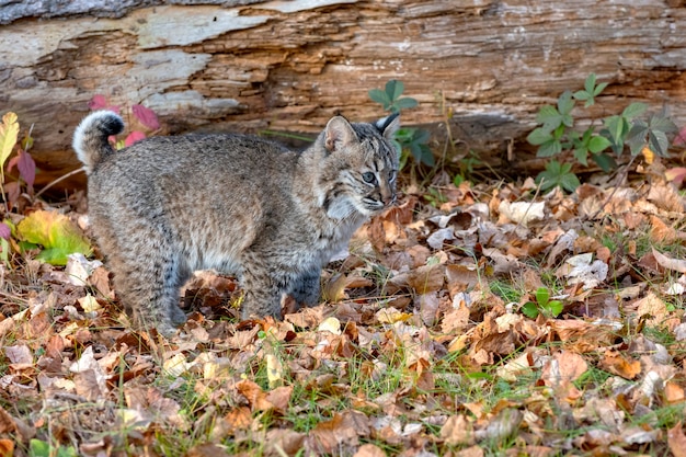 Foto bobcat kitten nella foresta in autunno