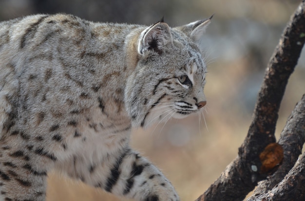 Foto bobcat che fa le sue mosse nel deserto.