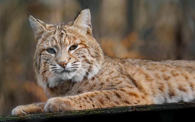 Bobcat