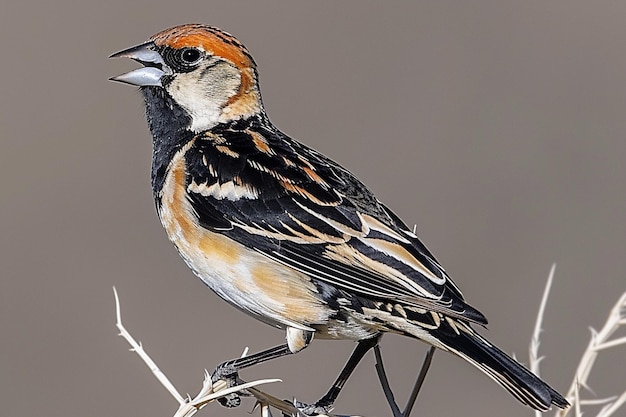 Foto bobolink in mezzo all'erba osservazione degli uccelli