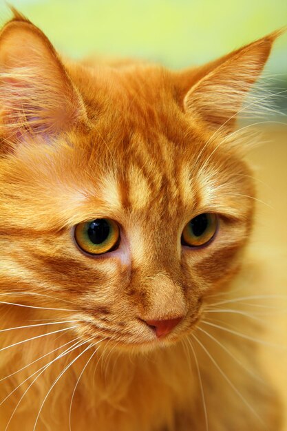 Bobtail red cat portrait