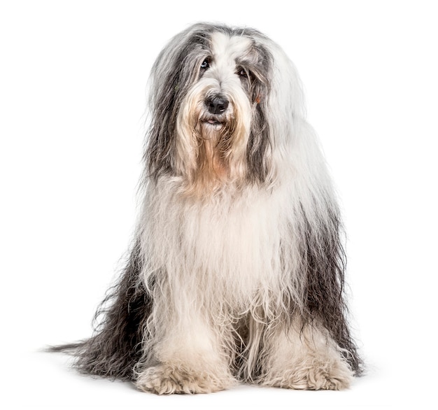 Bobtail and Bearded Collies, Old English Shepherd Dog Stock Photo - Alamy