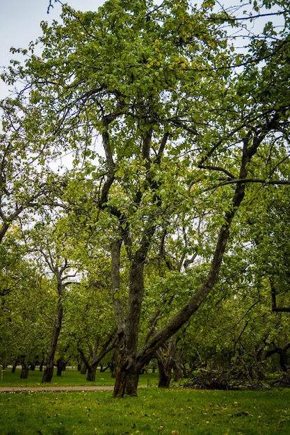 Bochtige appelbomen in het park