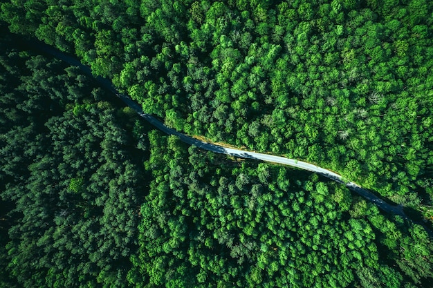 Bochtige weg in bos Luchtfoto drone-weergave