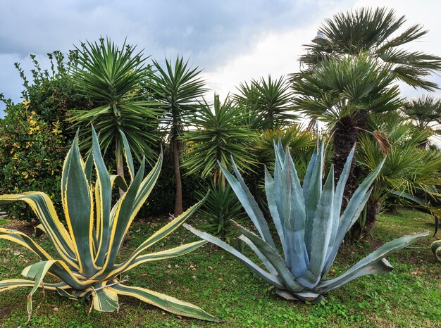 Bod aloë vera planten en palmbomen en bewolkte hemel achter.