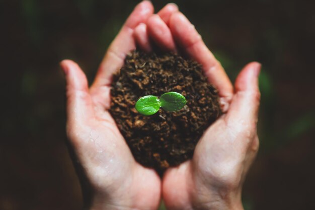 Bodem en verse groene planten ontkiemen zaailing in de hand en kostbare aardeomgeving en prachtige natuur