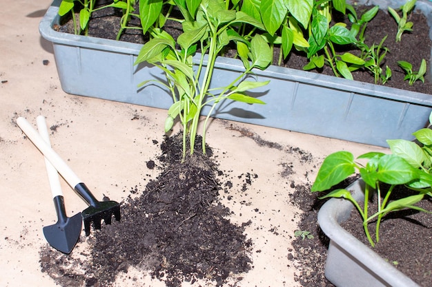 Bodem met een jonge plant zaailingen zaailingen planten in container