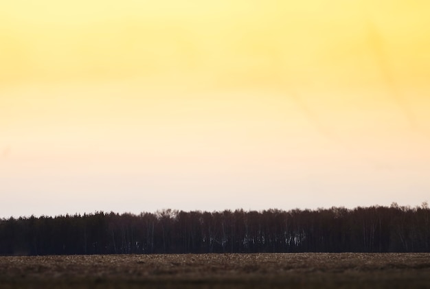 Bodem uitgelijnde boshorizon bij zonsonderganglandschapsachtergrond