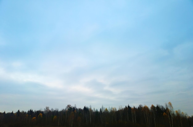 Bodem uitgelijnde herfst bos achtergrond