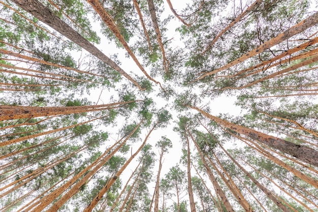 Bodemmening van een oud altijdgroen dennenbos.