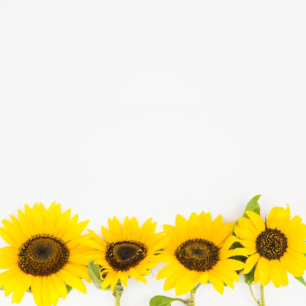 Foto bodemrand met gele zonnebloem op witte achtergrond wordt gemaakt die