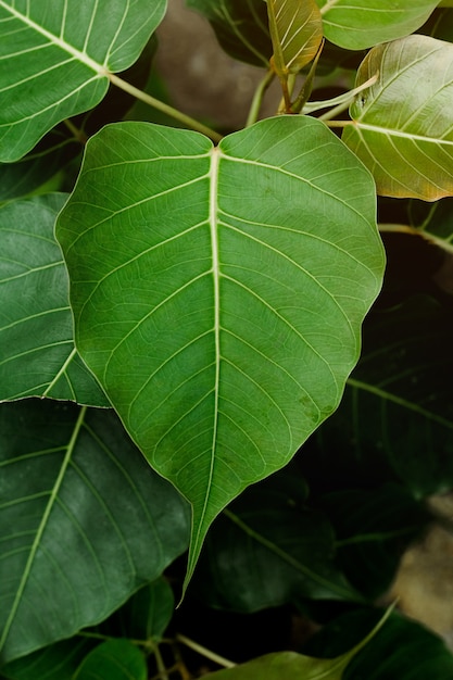 Foglie verdi di bodhi nella natura.