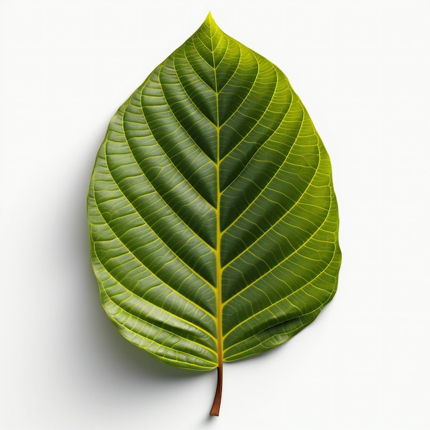 Bodhi leaf isolated on white background