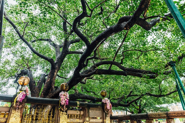 Bodh Gaya, Bihar, 인도에서 Mahabodhi 사원 근처 Bodhi 나무.