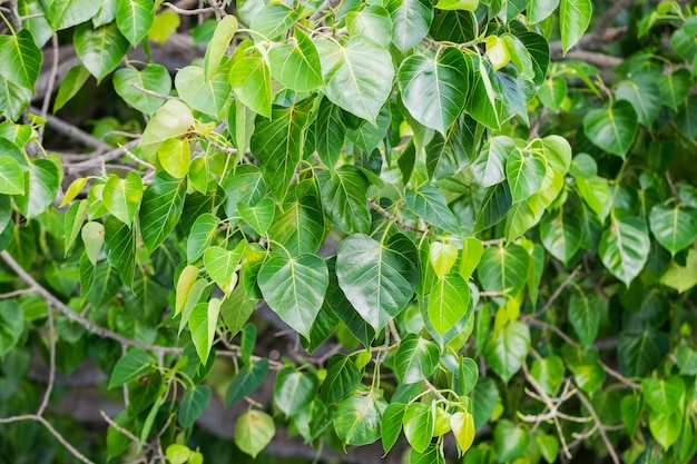 Bodhiboom groene bladeren