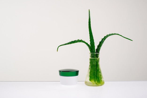 Body care cream and Aloe in a vase with water on a white