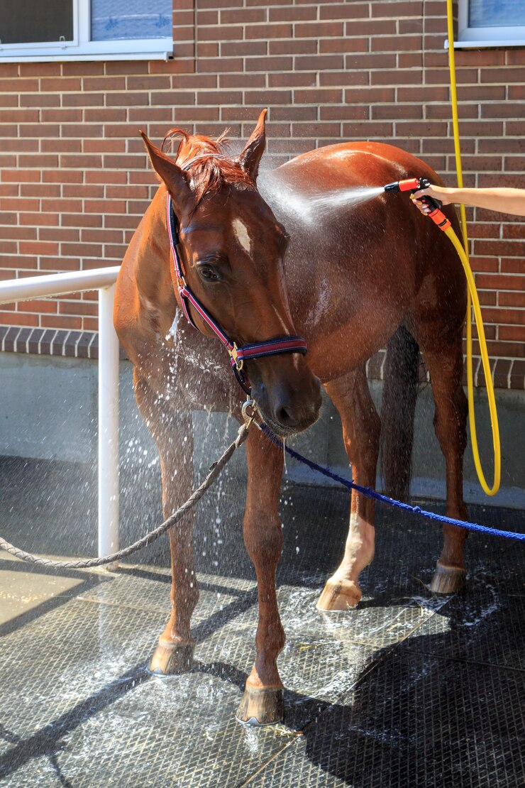 Photo 栗の馬の体がホースからの水で濡らされている