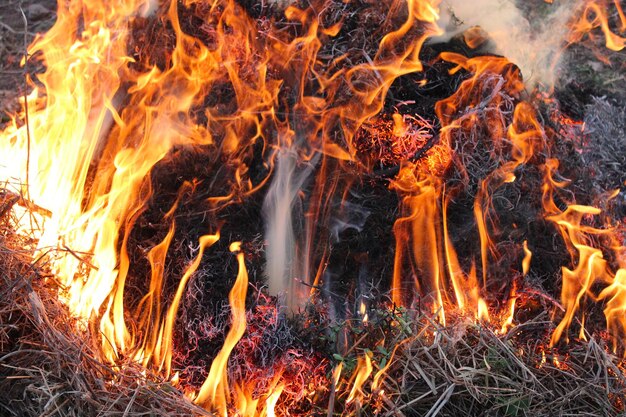 Body of flame inflaming in the field