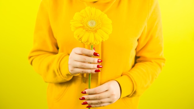 Body part of woman with yellow flower Crop unrecognizable person with red manicure holding gerbera on yellow background