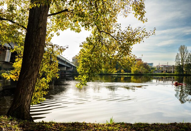 A body of water surrounded by trees and bridge