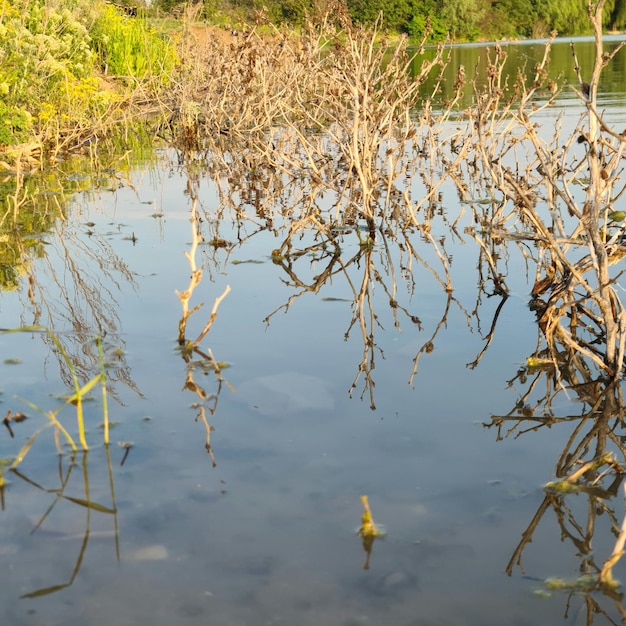 A body of water with a few branches sticking out of it