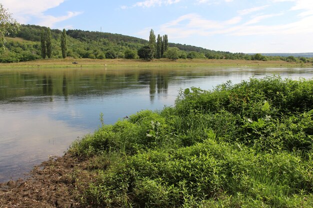 A body of water with grass and trees