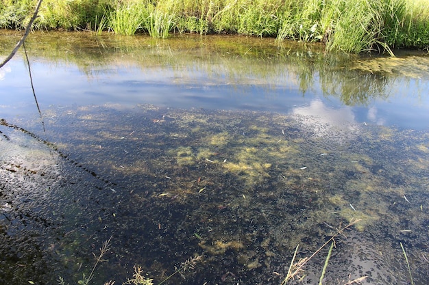 Foto uno specchio d'acqua con piante ed erba