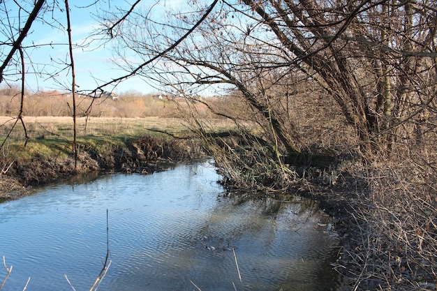 A body of water with trees in the background