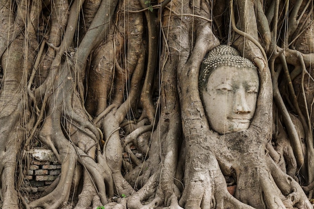 Boeddha hoofd in banyanboom in Ayutthaya