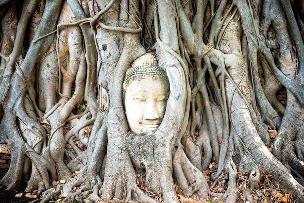Boeddha hoofd in boomwortels in ruïnes van Wat Mahathat tempel Ayutthaya oude historische en religieuze hoofdstad van Thailand
