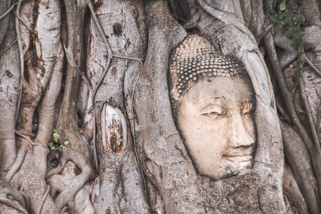 Boeddhabeeld gevangen in Bodhiboomwortels