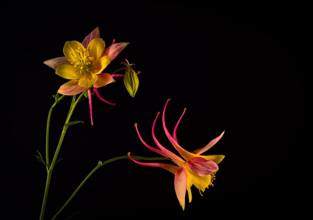 Boeket aquilegia glandulosa bloemen tegen een donkere achtergrond bloemenbehang met aquilegia bloemen