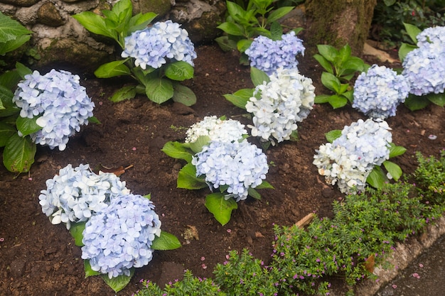 boeket blauwe bloemen.