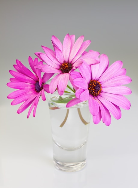 Foto boeket bloemen osteospermum in een vaas op een grijze muur.